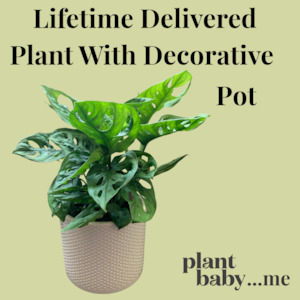 Lifetime Plant Subscription with Decorative Pot – Indoor Plant Delivery NZ