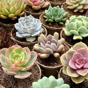 House Plants: 'MIXED' Succulents - Gift Box (6 Pack)
