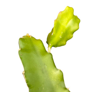 Outdoor Plants: DRAGON FRUIT - Selenicereus undatus