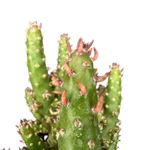 Opuntia subulata 'EVE'S NEEDLE'
