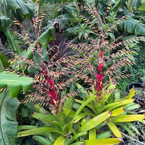 Outdoor Plants: Bromeliads - Misc 6