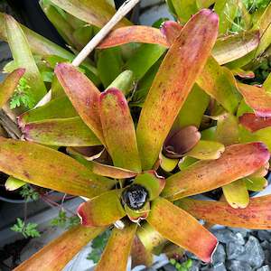 Outdoor Plants: Bromeliads - FireBall