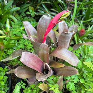 Outdoor Plants: Bromeliads - Misc 3