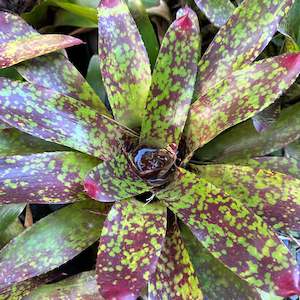 Outdoor Plants: Bromeliads - Misc 2