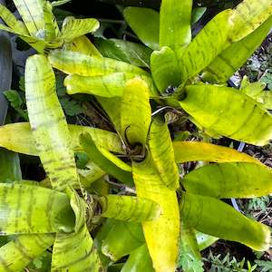 Outdoor Plants: Bromeliads - Green Carpet