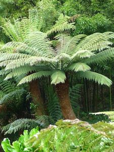 Outdoor Plants: Wheki Ponga Fern