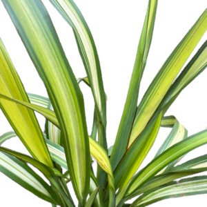 Outdoor Plants: Phormium tenax (Flax) 'YELLOW WAVE'