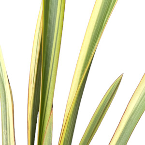 Phormium (Flax) 'WAITARA GOLD'