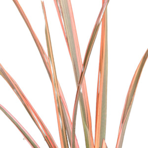 Outdoor Plants: Phormium (Flax) 'RAINBOW SURPRISE'