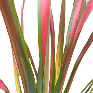 Outdoor Plants: Phormium (Flax) 'JESTER’