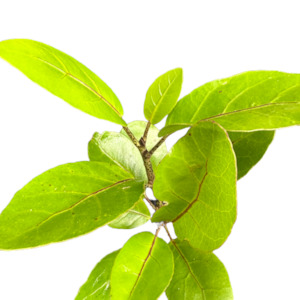 Outdoor Plants: Meryta sinclairii 'PUKA TREE’