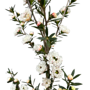 Leptospermum (Manukau Dwarf) 'WIRI LINDA'