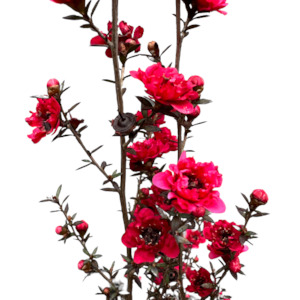 Leptospermum (Manukau Dwarf) 'BURGUNDY QUEEN'