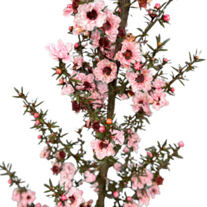 Outdoor Plants: Leptospermum (Manukau Dwarf) 'BLOSSOM'