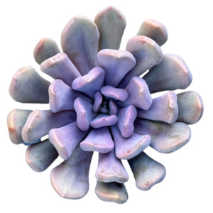 Graptoveria topsy debbi 'LILAC SPOONS'