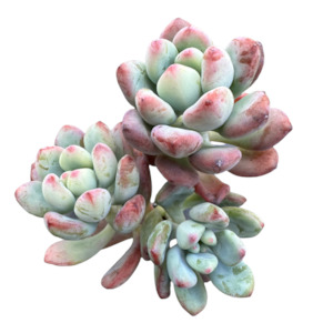 Indoor House Plants: Graptopetalum pachyphyllum 'BLUE BEAN'
