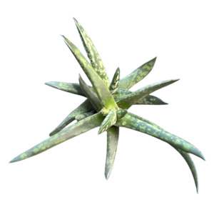 Indoor House Plants: Gasteria obliqua 'LAWYERS TONGUE'