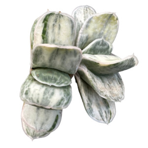 Indoor House Plants: Gasteria variegata 'SAKURA FUJI'