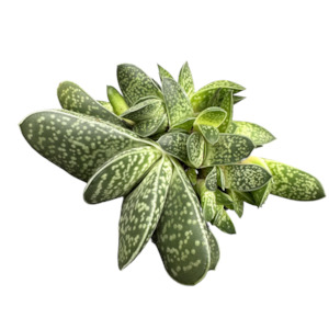 Gasteria pillansii 'CLASSIC'