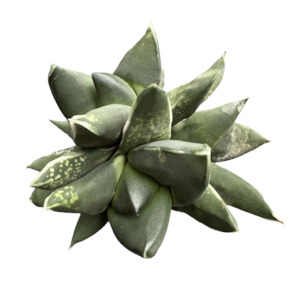 Gasteria nigricans 'SHARKSKIN GASTERIA'