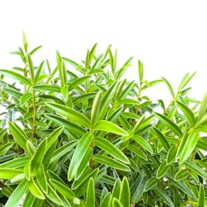 Outdoor Garden Plants: Hebe 'OTARI DELIGHT'