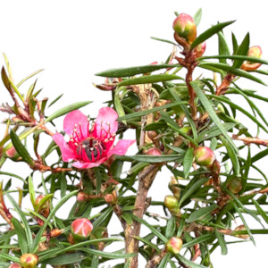 Outdoor Garden Plants: Leptospermum (Manukau Dwarf) 'NANUM HUIA MANUKA'