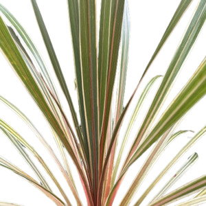 Outdoor Garden Plants: Cordyline australis 'ALBERTII'