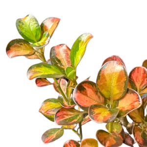 Coprosma repens 'PAINTERS PALLETE'