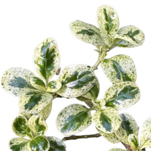 Coprosma repens 'MARBLE QUEEN'