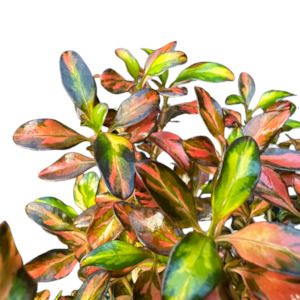 Coprosma repens 'EVENING GLOW'