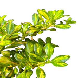 Outdoor Garden Plants: Coprosma 'LEMON & LIME'