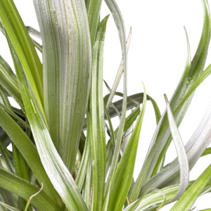 Outdoor Garden Plants: Astelia chathamica 'SILVER SPEAR'