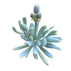 Outdoor Garden Plants: Senecio serpens 'BLUE CHALKSTICKS'