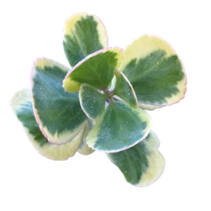 Kalanchoe fedtschenkoi ‘VARIEGATED SCALLOPS’