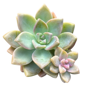Succulents: Graptopetalum paraguayense 'GHOST PLANT'