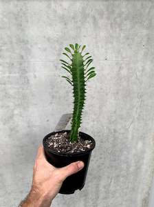 Cacti: Euphorbia Cactus