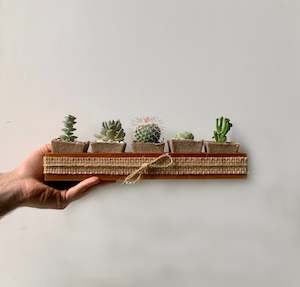 Cacti: Succulent Hamper