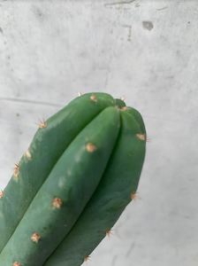 Cacti: San Pedro Cactus
