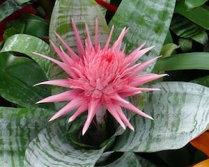 Bromeliads: Bromeliads - Aechmea