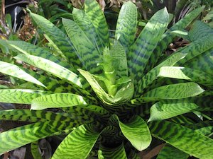 Bromeliads: Bromeliads - Vriesea