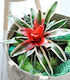 Bromeliads - Neoregelia (Hybrids)