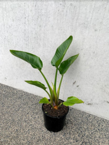 Palms: Giant Bird of Paradise - Strelitzia Nicolai