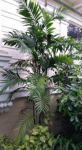 Costa Rica Bamboo Palm