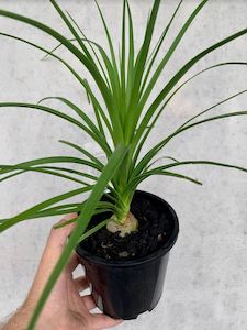Palms: Ponytail Palm