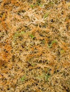 Soil Boxes: Sphagnum Moss