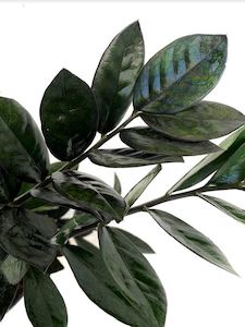 Low Light Plant Collection: ZZ Black - Zamioculcas