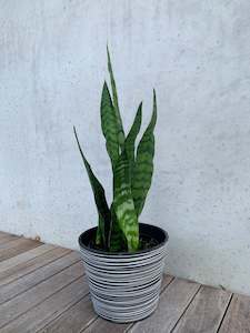 Low Light Plant Collection: Snake Plant - Robusta