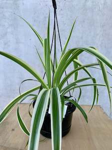 Low Light Plant Collection: Spider Plant