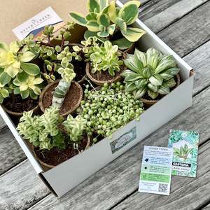 Indoor House Plants: 'VARIEGATED' Succulents - Gift Box (8 Pack)