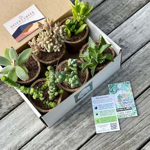 Indoor House Plants: 'WEIRD & WONDERFUL' Succulents - Gift Box (6 Pack)